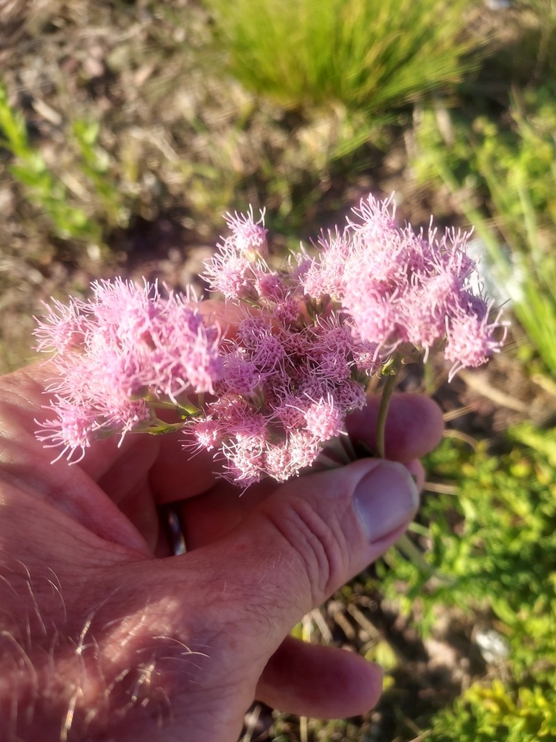 Gyptis tanacetifolia photo 7