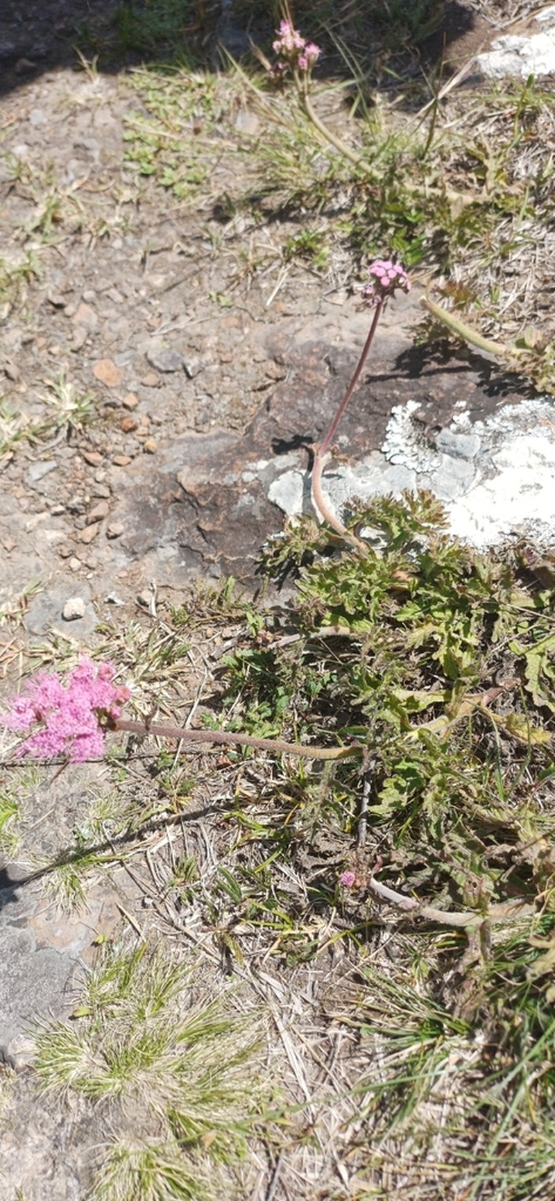 Gyptis tanacetifolia photo 8
