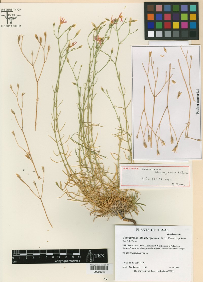 Gyrandra blumbergiana