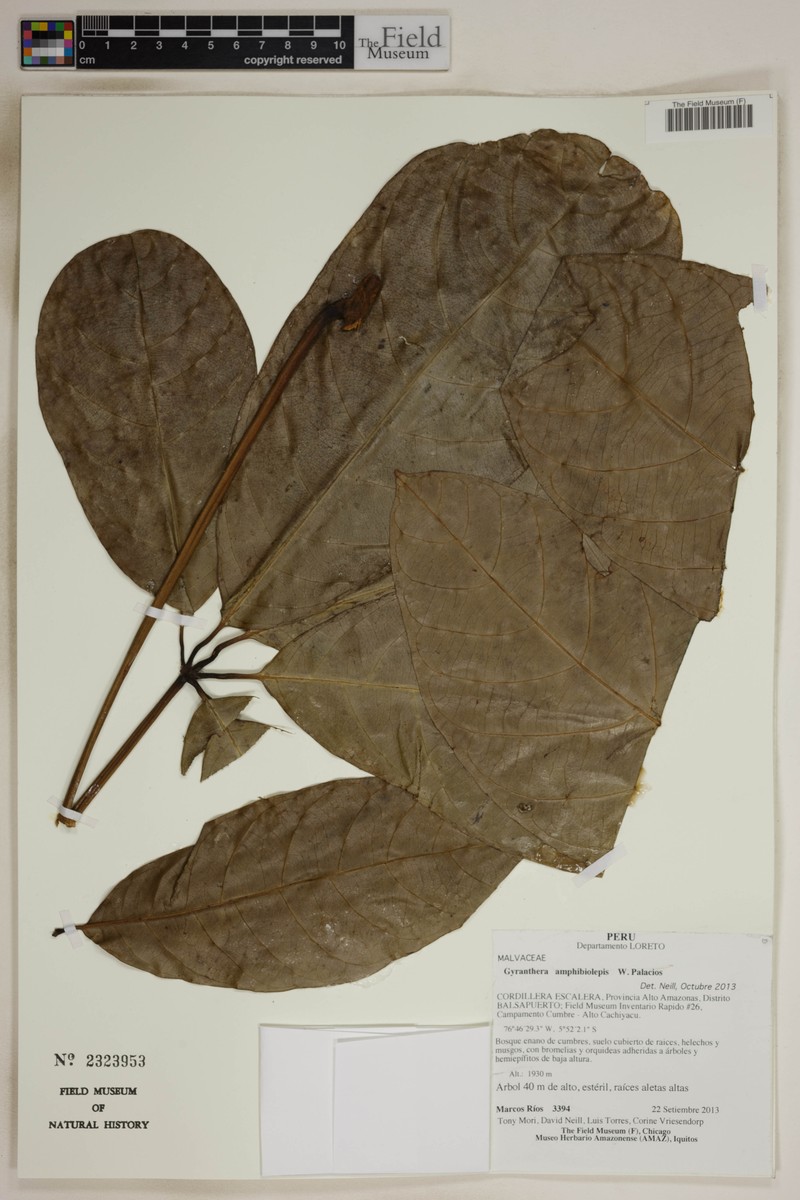 Gyranthera amphibiolepis