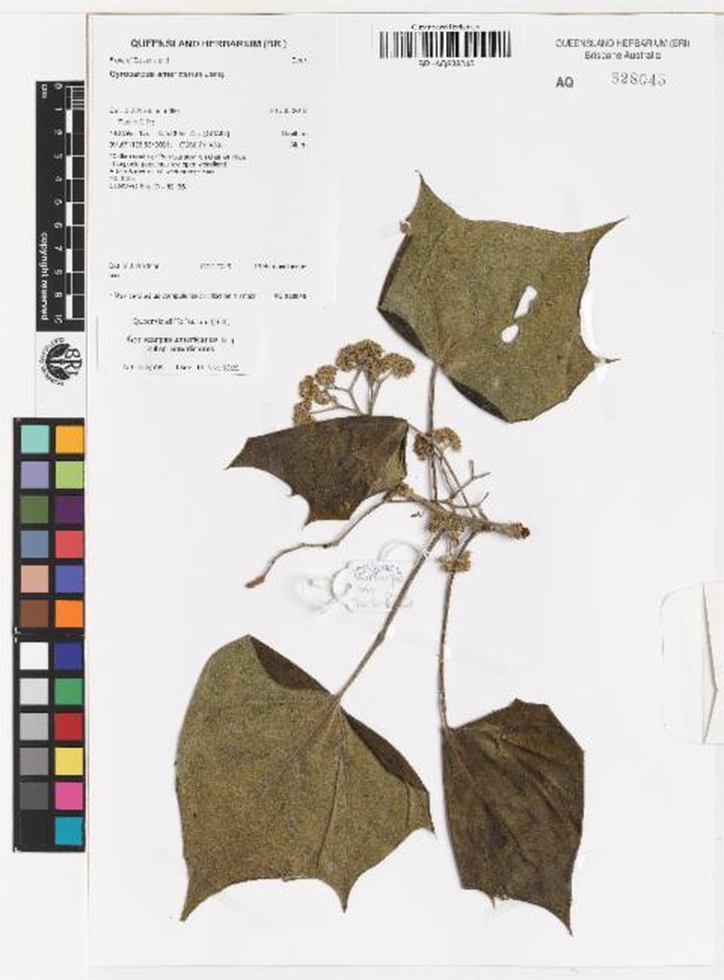 Gyrocarpus americanus subsp. americanus