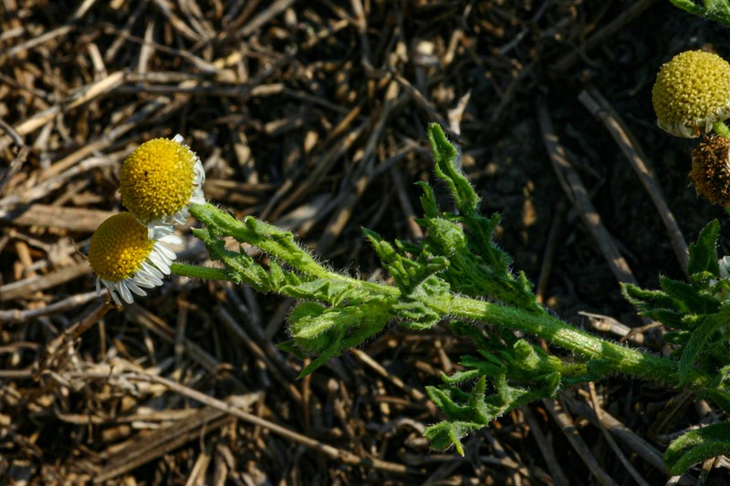 Gyrodoma hispida