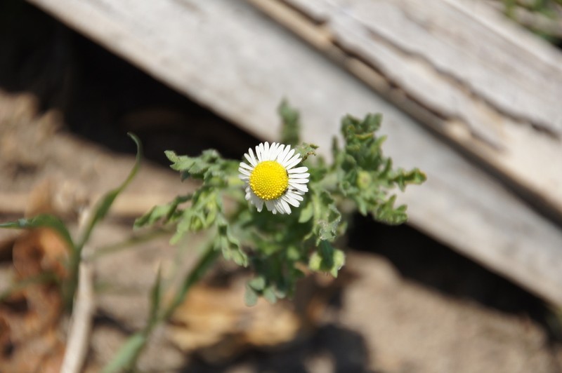 Gyrodoma hispida photo 2