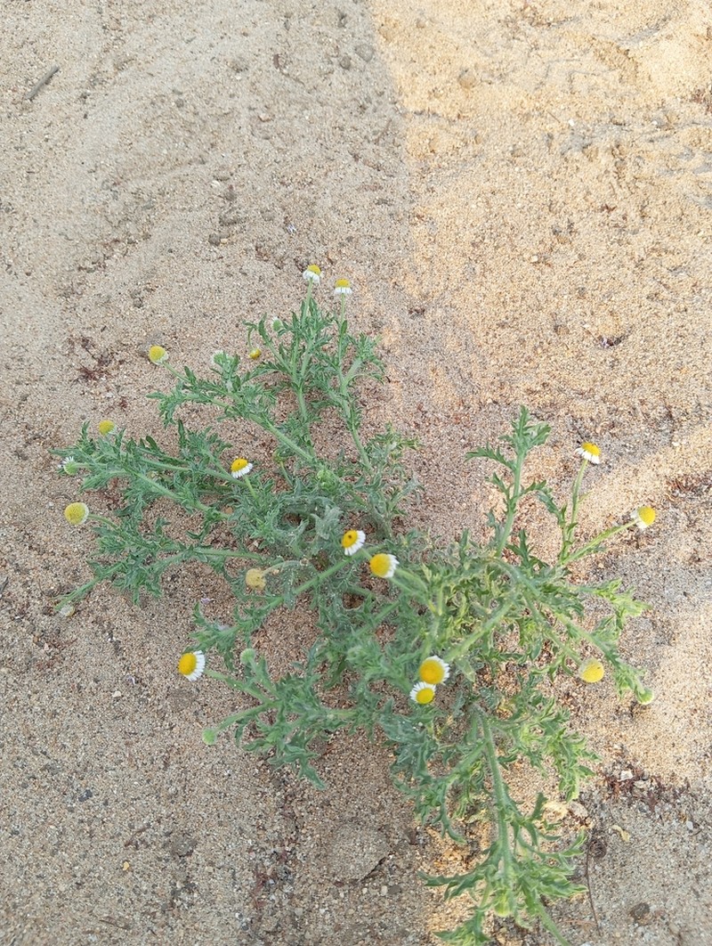 Gyrodoma hispida photo 3
