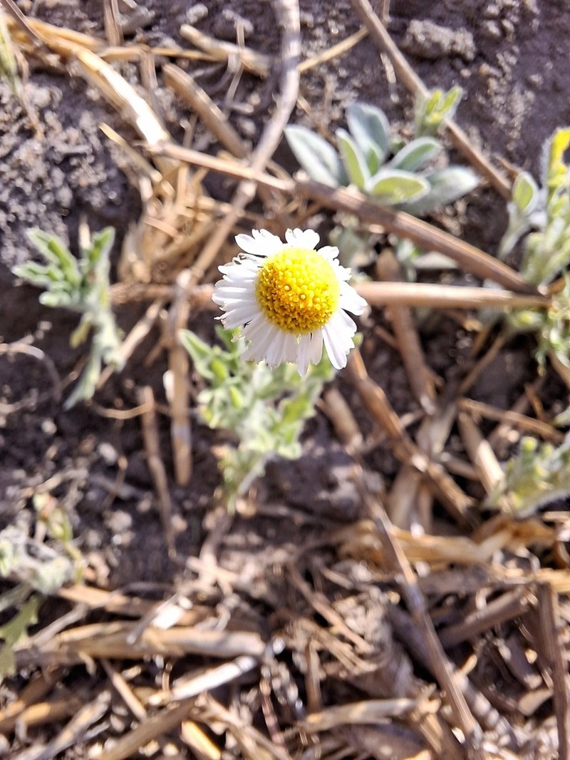 Gyrodoma hispida photo 4