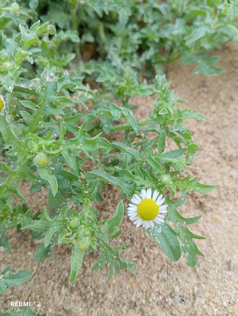 Gyrodoma hispida photo 5