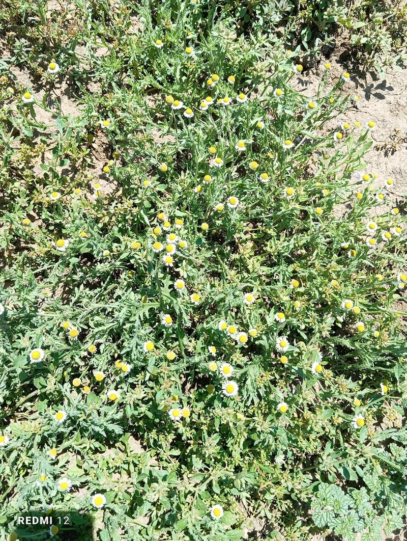 Gyrodoma hispida photo 6