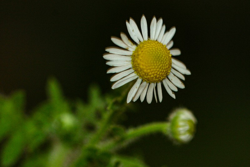 Gyrodoma hispida photo 7