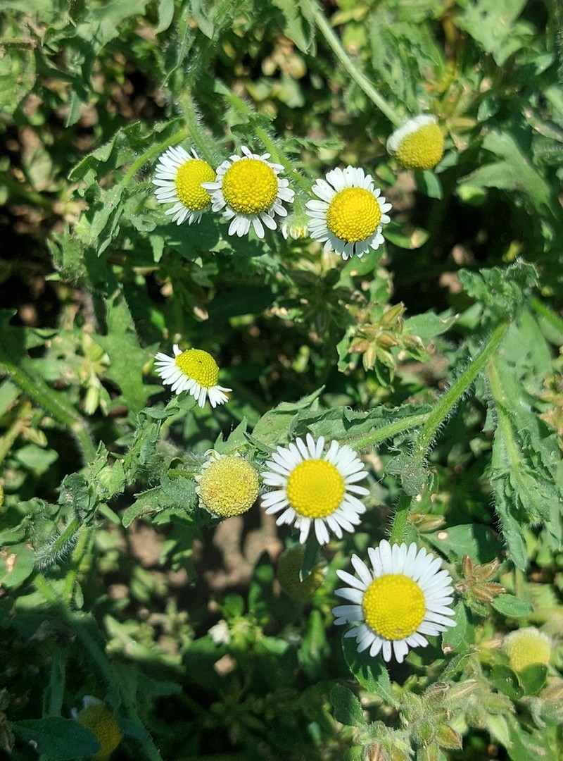 Gyrodoma hispida photo 8