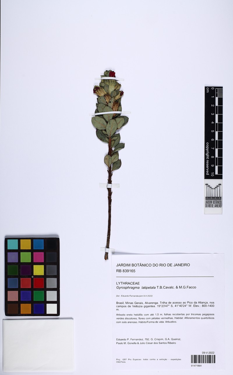 Gyrosphragma latipetala photo 4