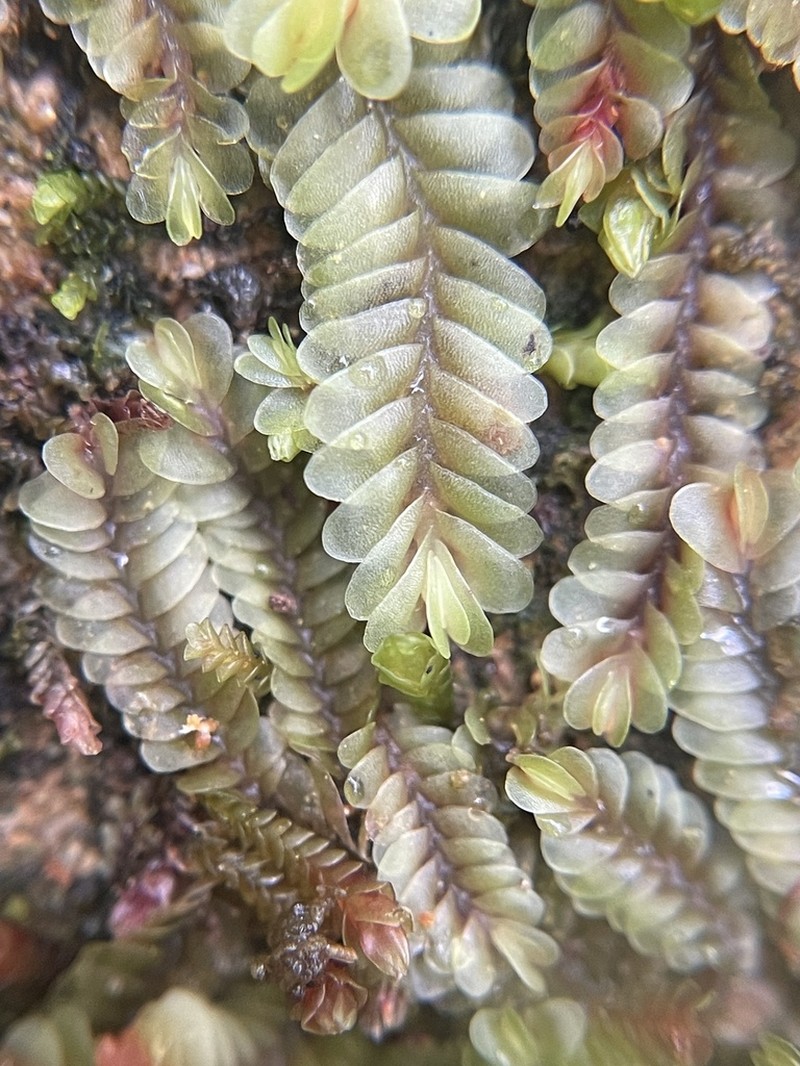 Gyrothyra underwoodiana