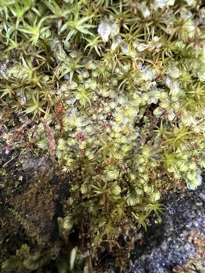Gyrothyra underwoodiana photo 3