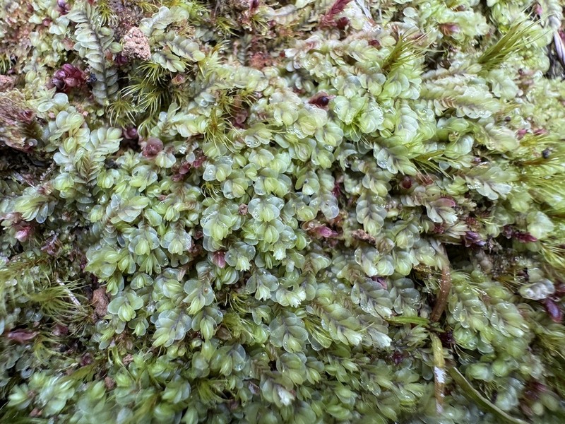 Gyrothyra underwoodiana photo 4