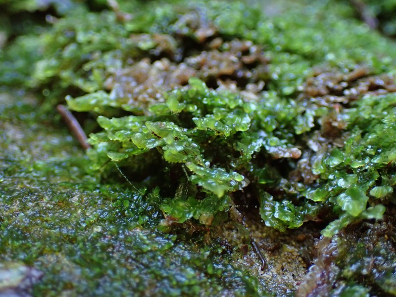 Gyrothyra underwoodiana photo 6