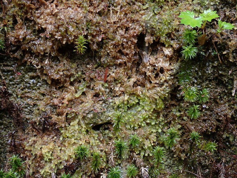 Gyrothyra underwoodiana photo 7