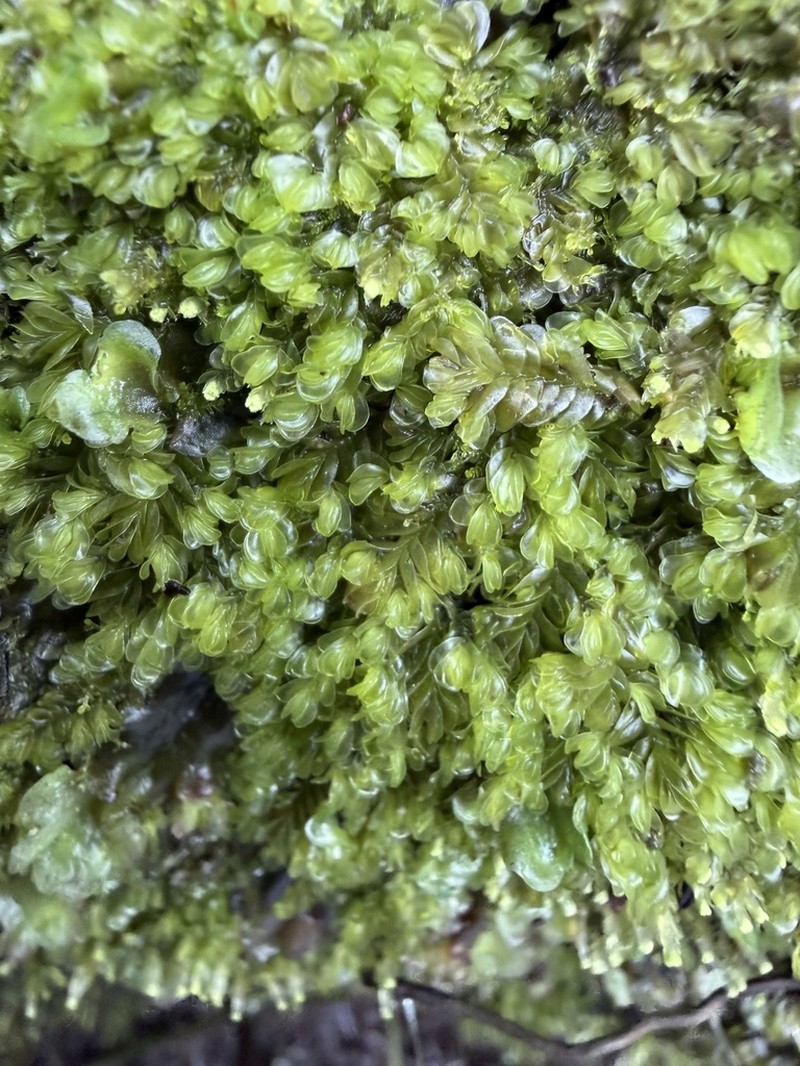 Gyrothyra underwoodiana photo 8