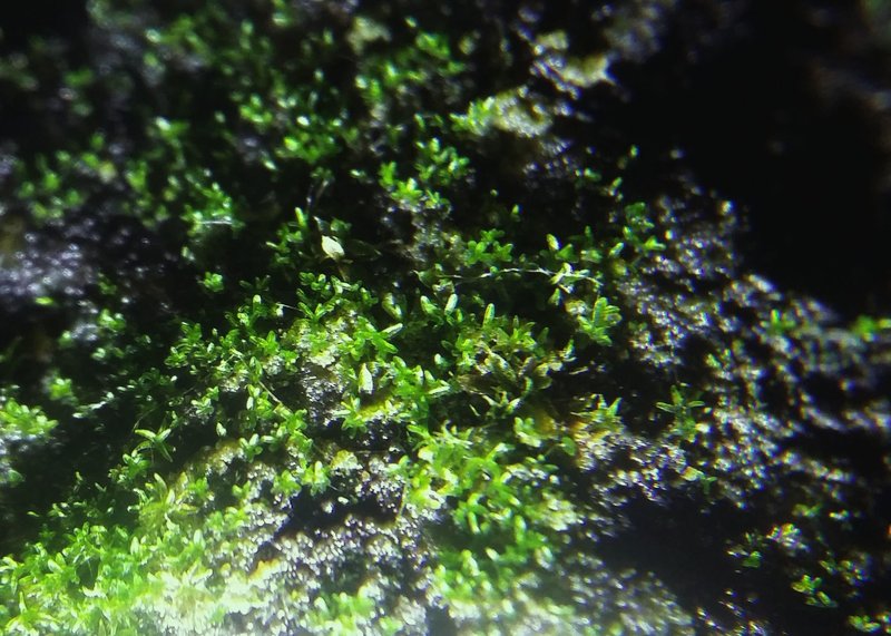 Gyroweisia Moss