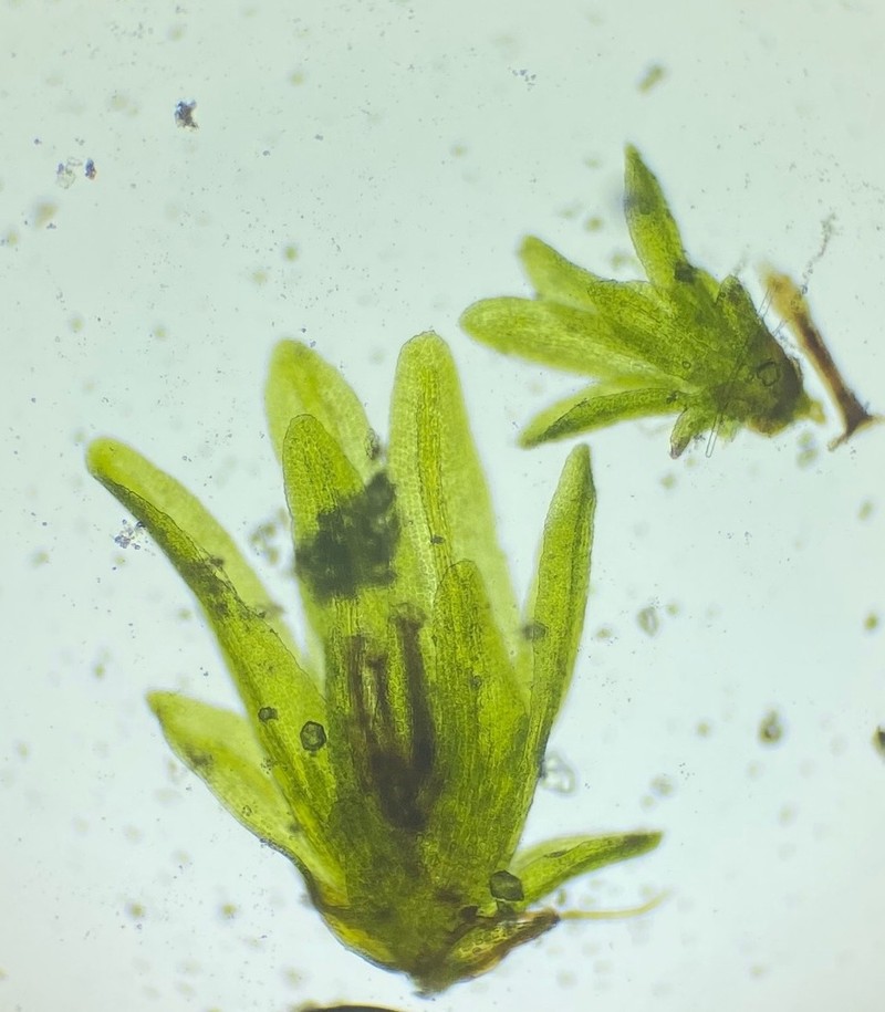 Gyroweisia Moss