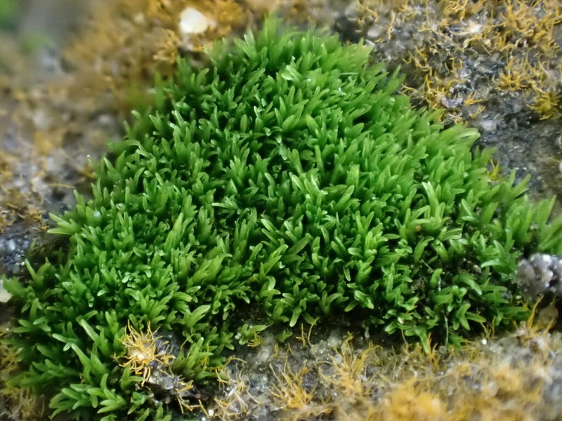 Gyroweisia Moss photo 2