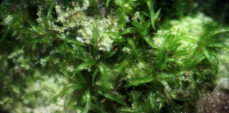 Gyroweisia Moss photo 3