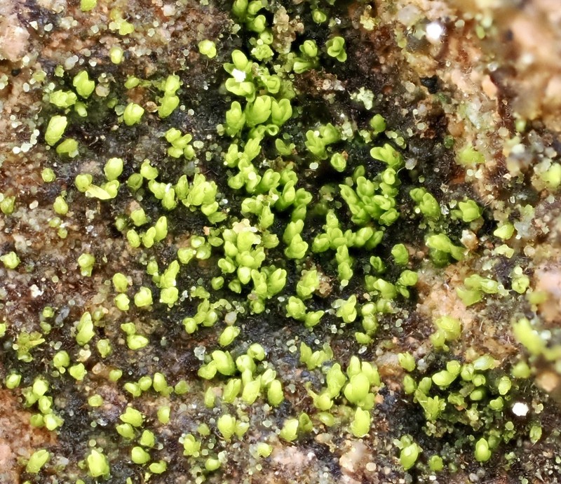 Gyroweisia Moss photo 4
