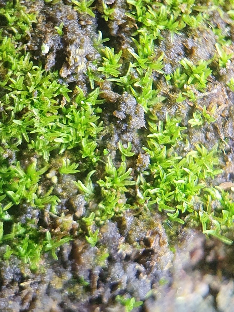 Gyroweisia Moss photo 5