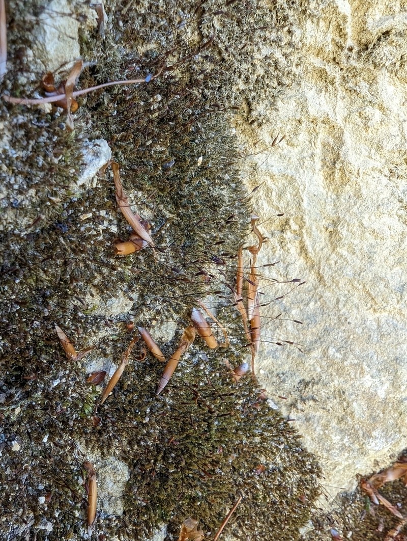 Gyroweisia Moss photo 6