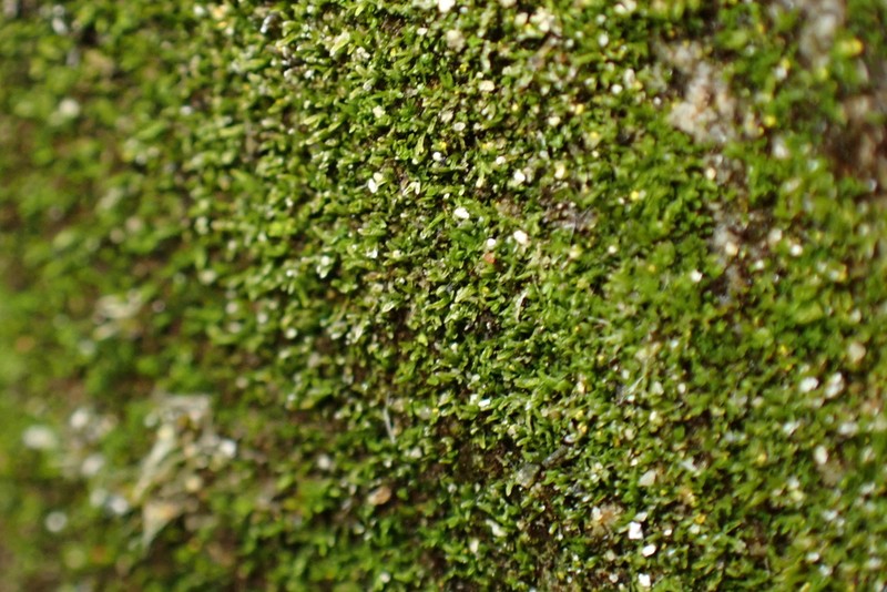 Gyroweisia Moss photo 7