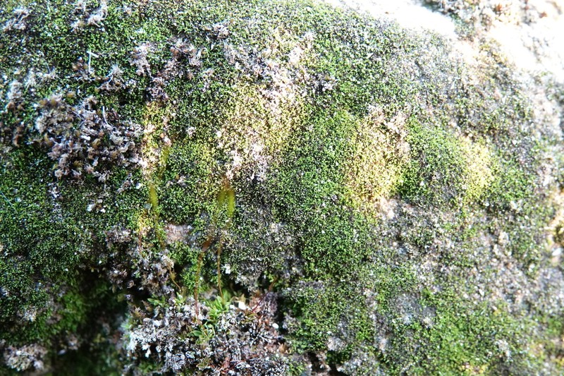 Gyroweisia Moss photo 8