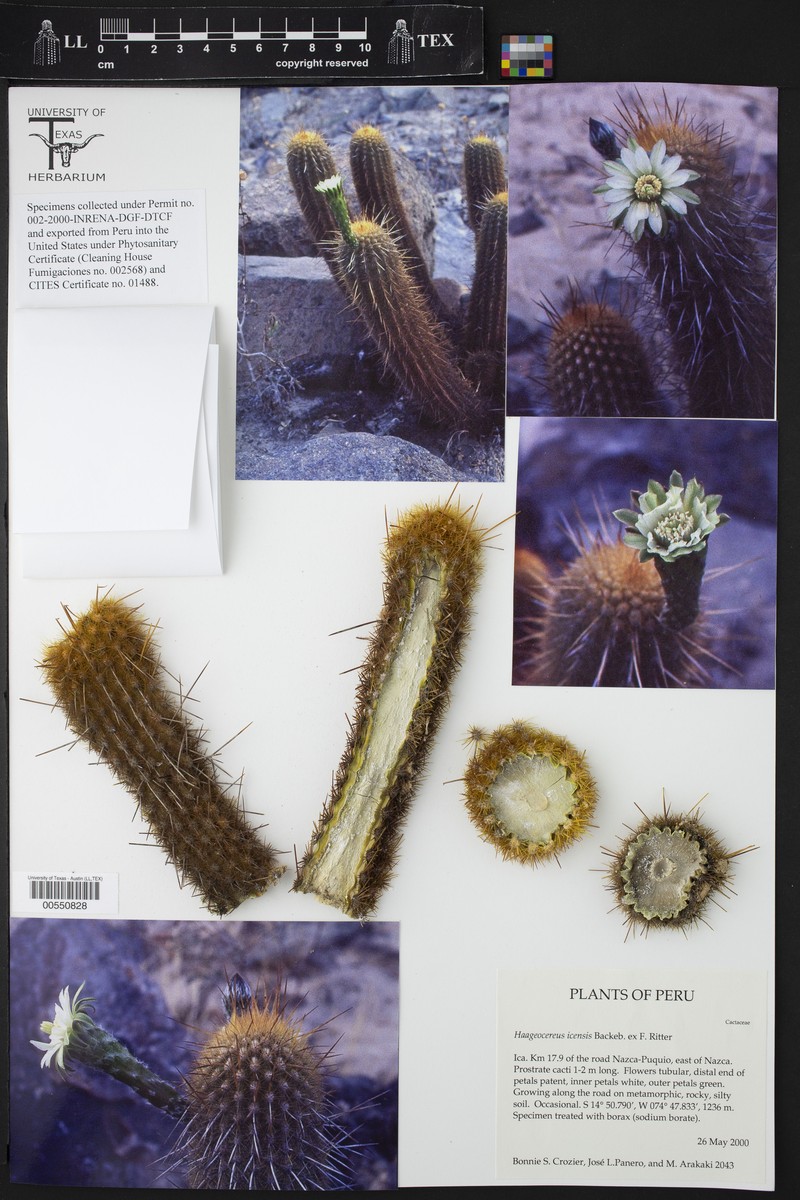 Haageocereus acranthus subsp. acranthus