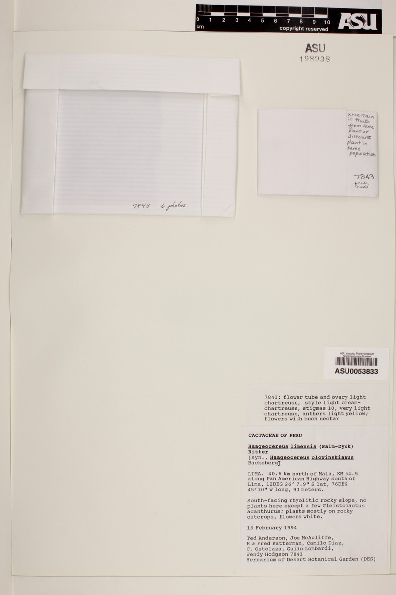 Haageocereus pseudomelanostele subsp. pseudomelanostele