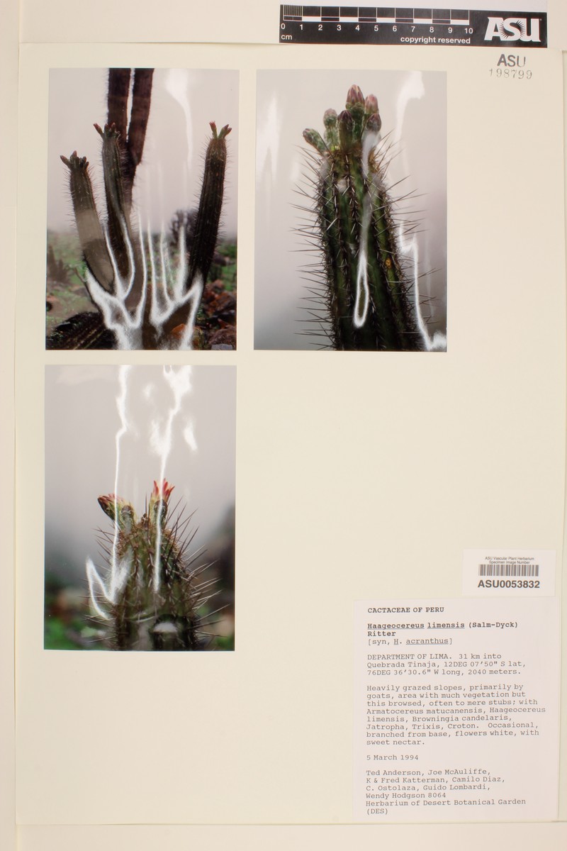 Haageocereus pseudomelanostele subsp. pseudomelanostele photo 3