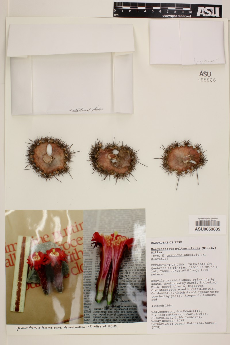 Haageocereus pseudomelanostele subsp. pseudomelanostele photo 4