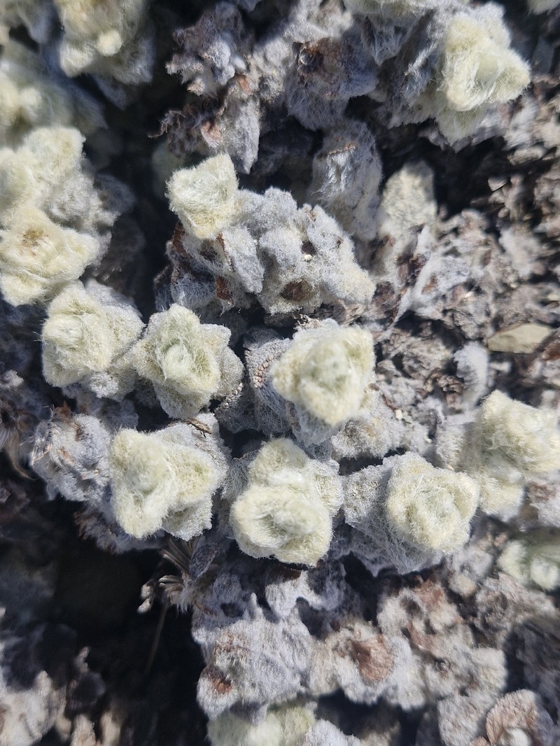 Haastia recurva var. recurva