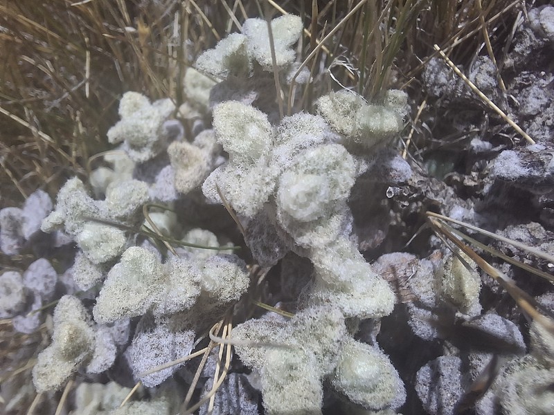 Haastia recurva var. recurva photo 2