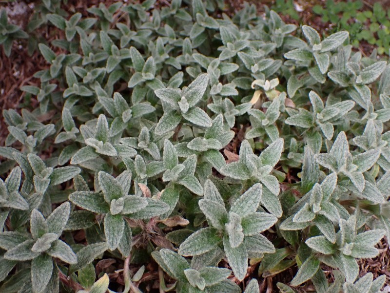Haastia sinclairii var. fulvida