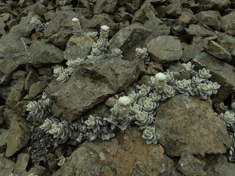 Haastia sinclairii var. fulvida photo 2