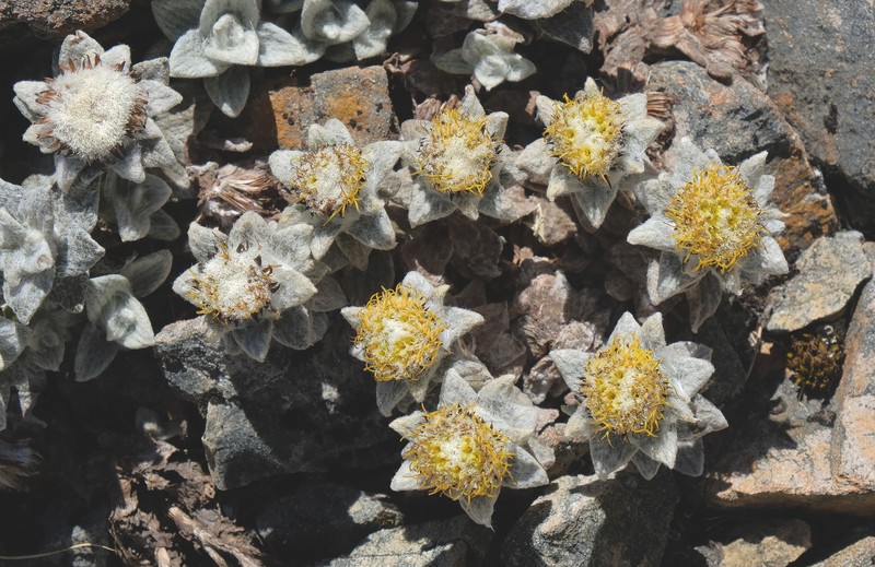Haastia sinclairii var. sinclairii