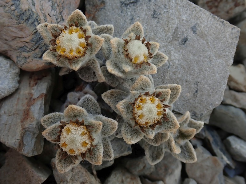 Haastia sinclairii var. sinclairii photo 2
