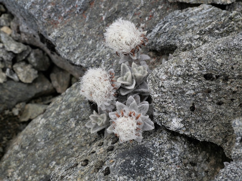 Haastia sinclairii var. sinclairii photo 3