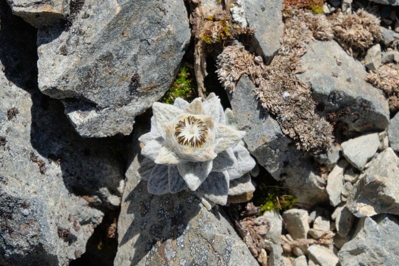 Haastia sinclairii var. sinclairii photo 4