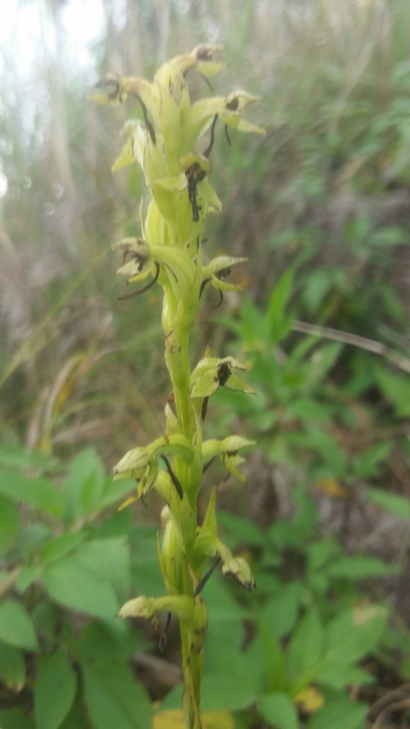 Winged Bog Orchid