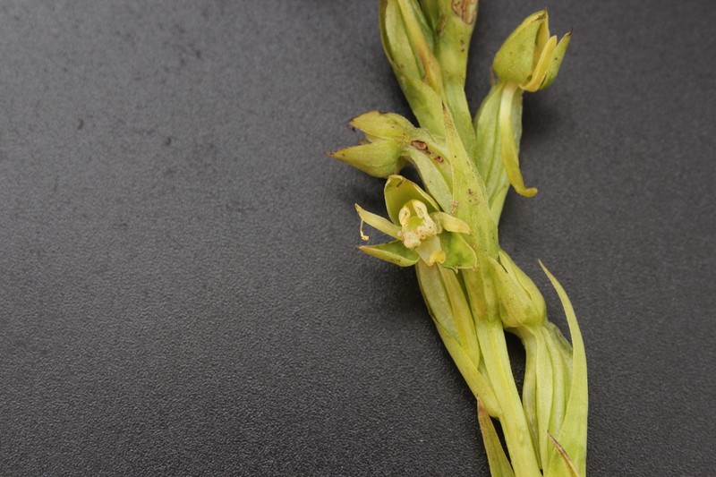 Winged Bog Orchid photo 2