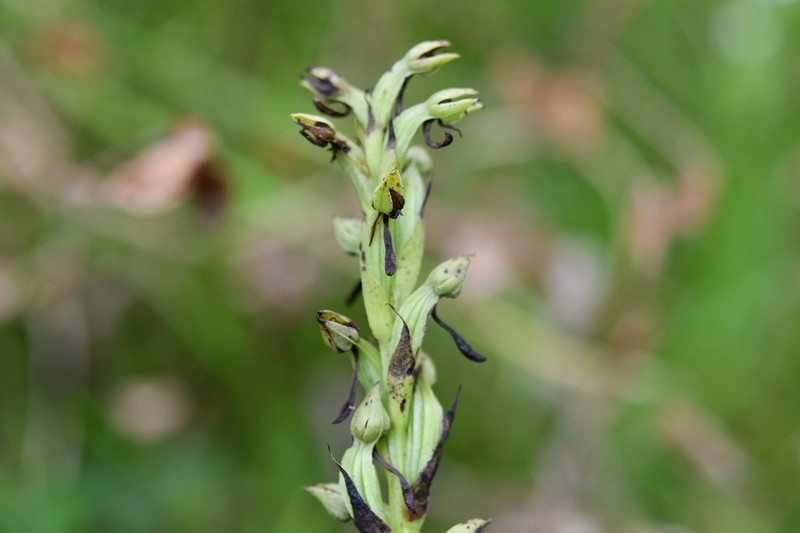 Winged Bog Orchid photo 3