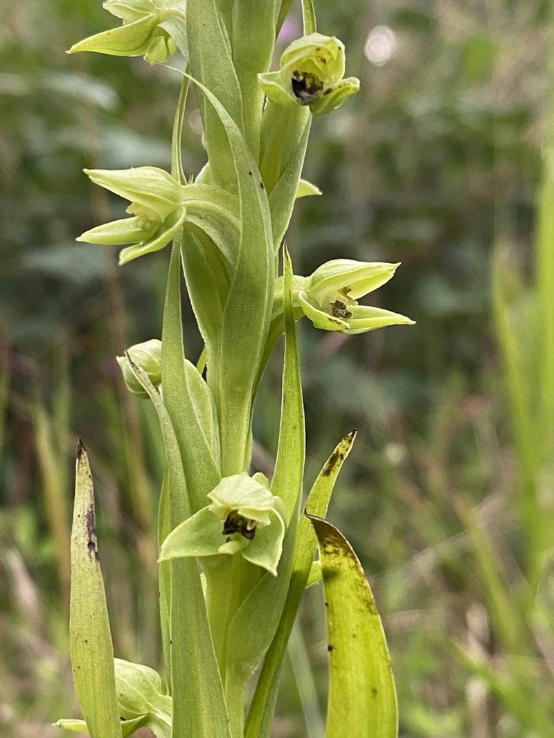 Winged Bog Orchid photo 5