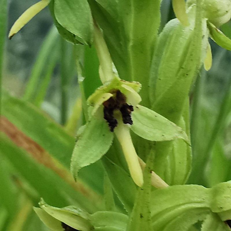 Winged Bog Orchid photo 6