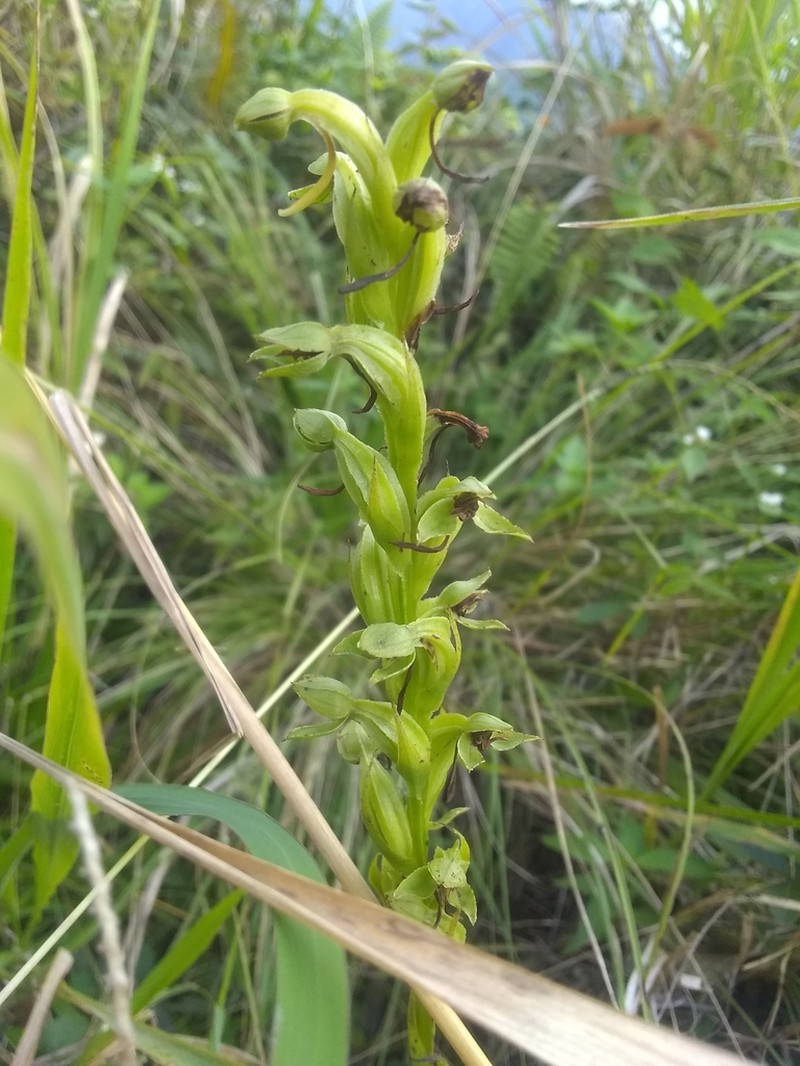 Winged Bog Orchid photo 7