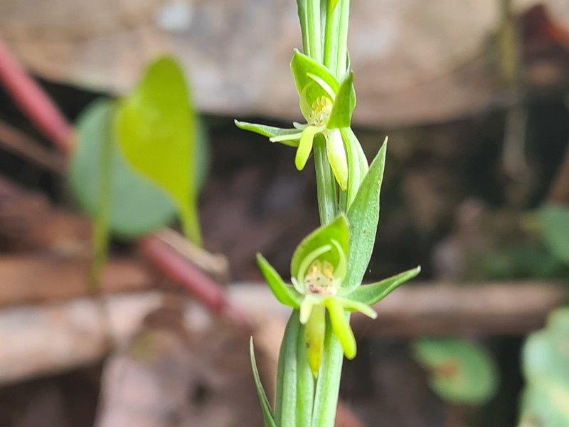 Guadeloupe Bog Orchid