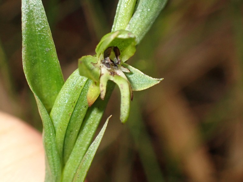 Guadeloupe Bog Orchid photo 2