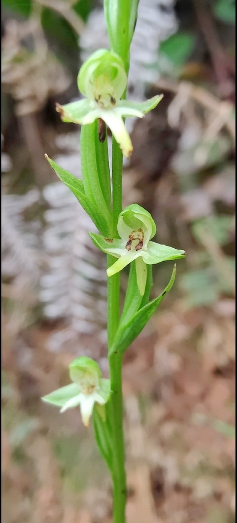 Guadeloupe Bog Orchid photo 3